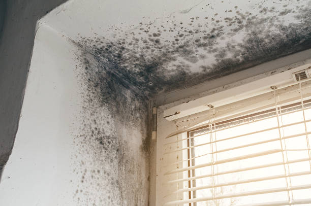 Affordable Black Mold Removal solutions in Franklin Square, NY